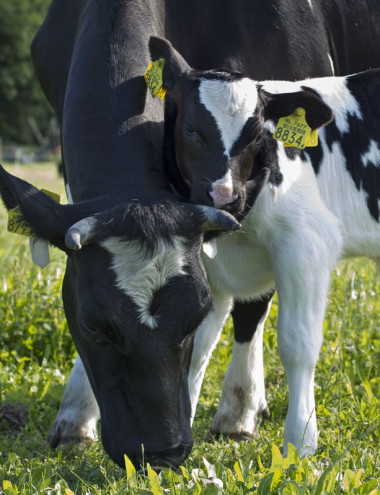 Kaasboerderij de Ruurhoeve Hoogeloon afbeelding 5