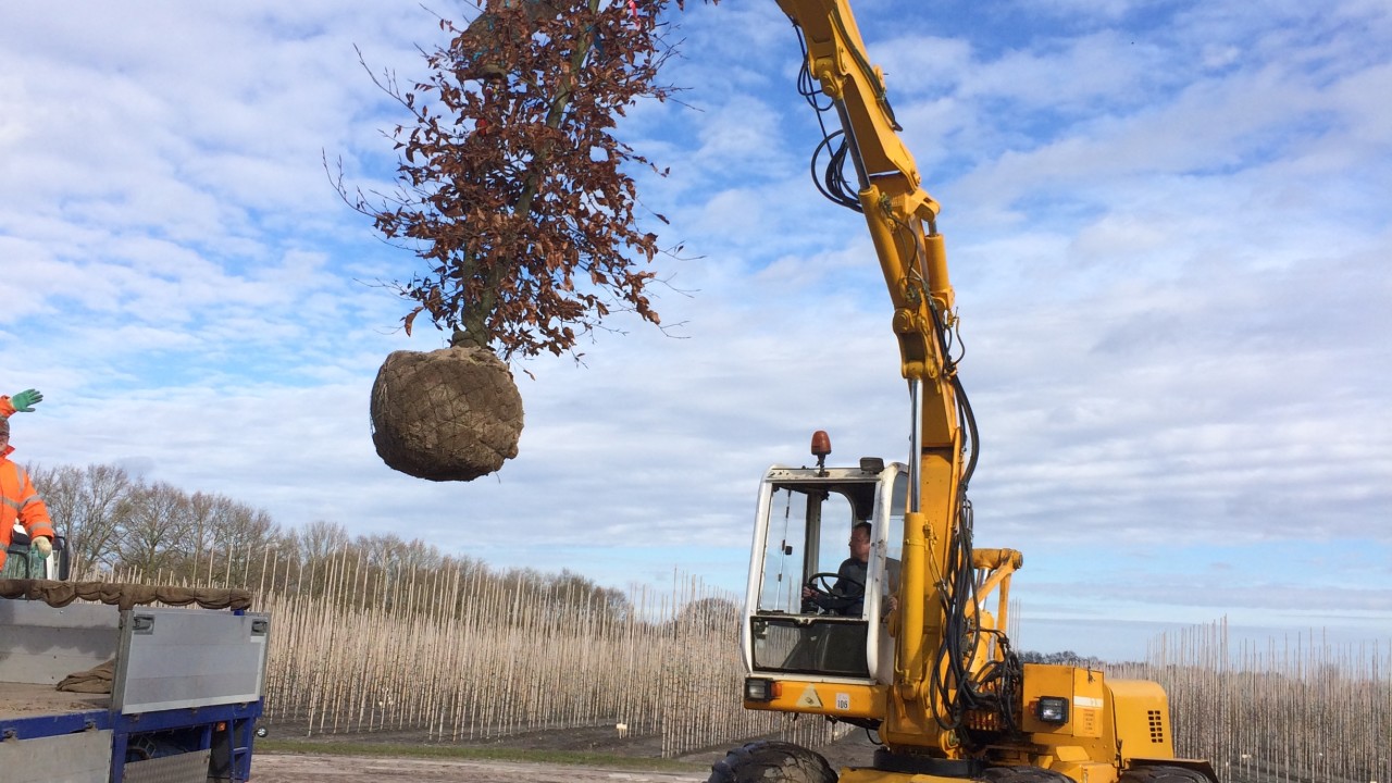 Boomkwekerij John de Lepper Hulsel afbeelding 6