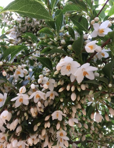 Boomkwekerij John de Lepper Hulsel afbeelding 5