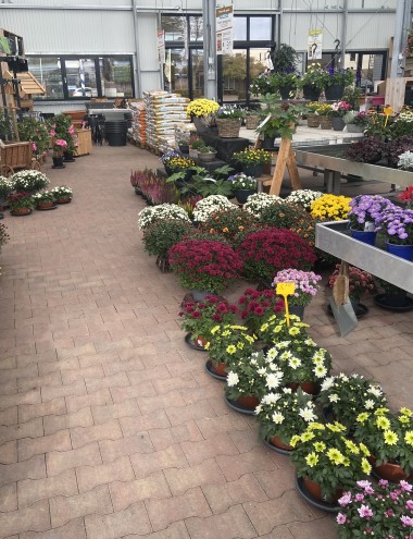 Plantenkwekerij Brugmans Bergeijk afbeelding 3