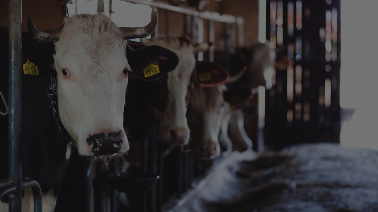 Werktuigencoöperatie De Kempen Vessem afbeelding 6