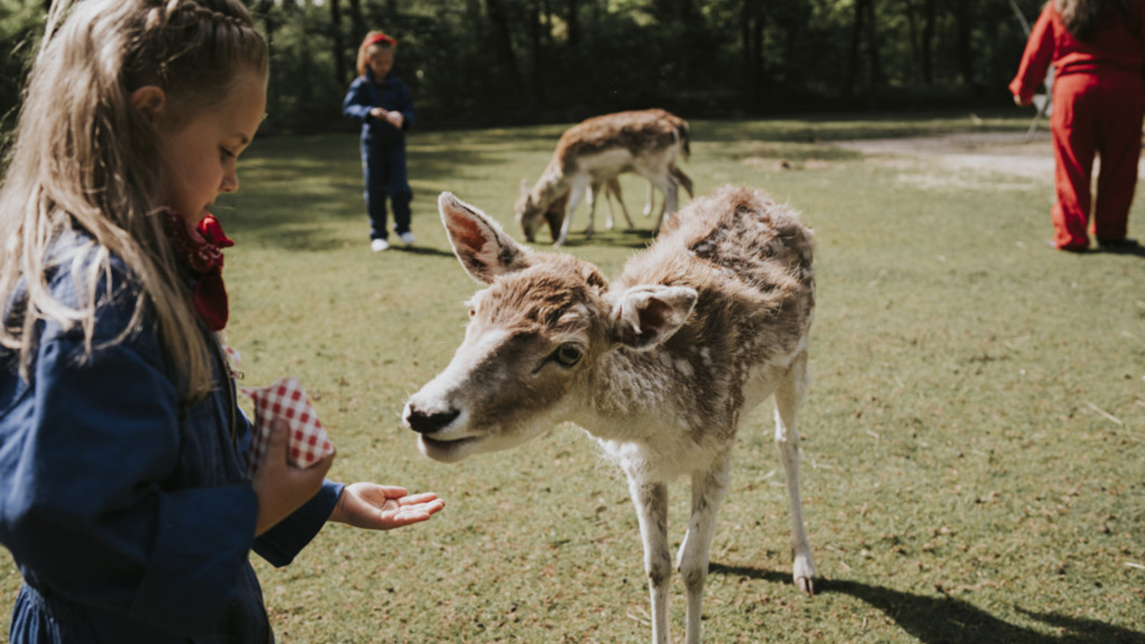 Vakantiepark Dierenbos Vinkel afbeelding 6 Vakantiepark Dierenbos Vinkel afbeelding 6