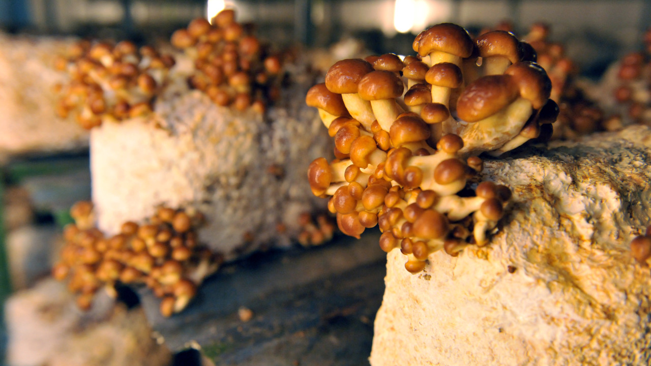 Unique Paddenstoelen BV Riethoven afbeelding 6