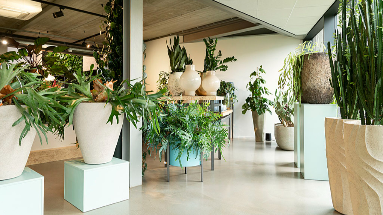 Interieurbeplanting De Klerk B.V. VELDHOVEN afbeelding 6