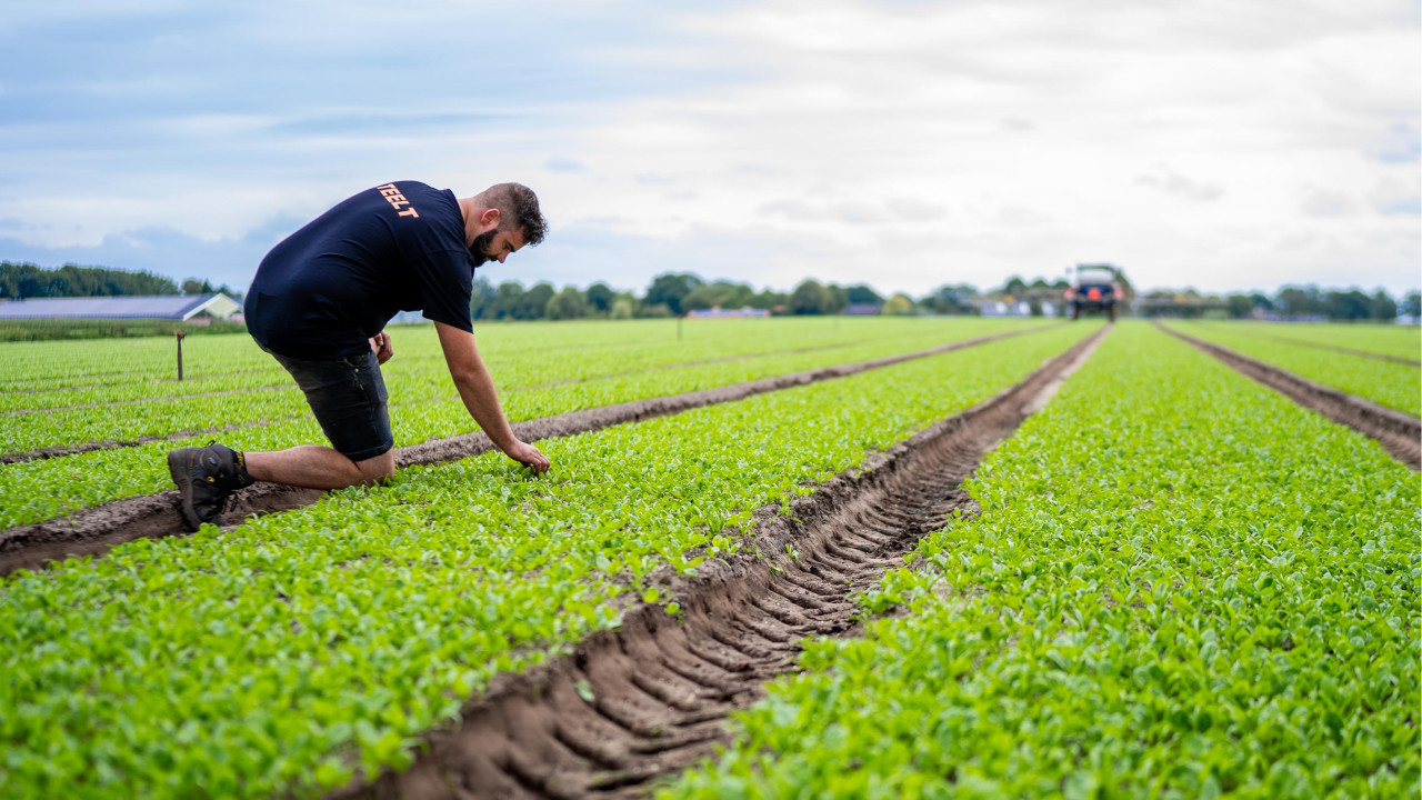 Groentekwekerij Van den Einden B.V. LIEROP afbeelding 6