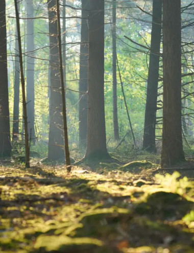 Bureau voor Natuur B.V. Riethoven afbeelding 5