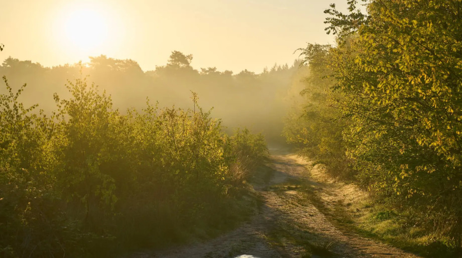 Bureau voor Natuur B.V. Riethoven afbeelding 2