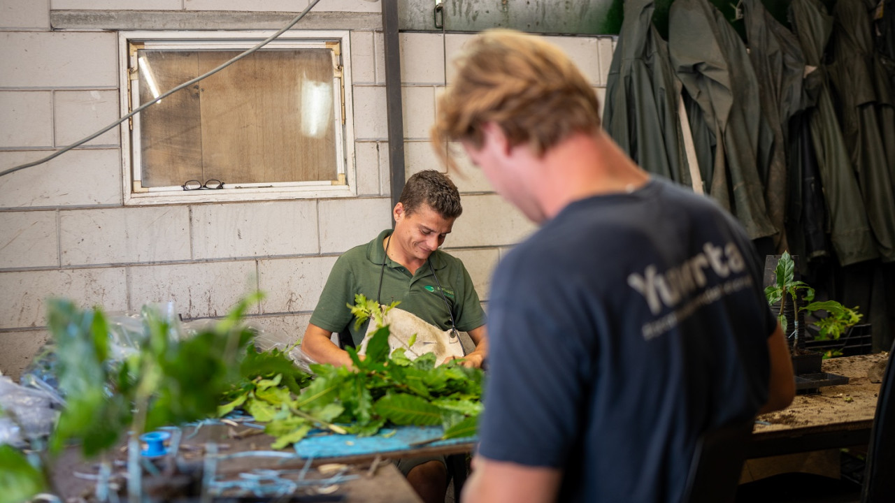 Boomkwekerij De Beerze B.V. Oirschot afbeelding 1