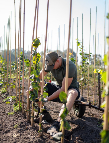 Boomkwekerij De Beerze B.V. Oirschot afbeelding 3