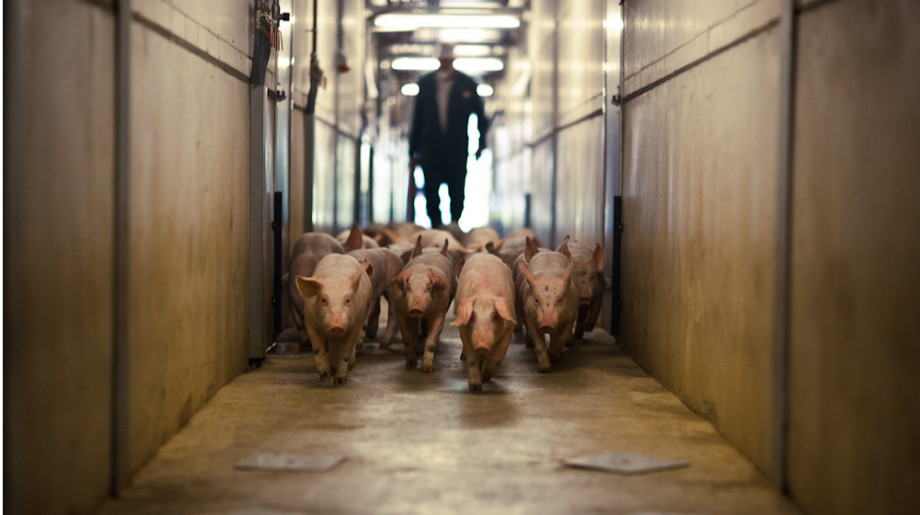 De Hoeve B.V. Valkenswaard afbeelding 4