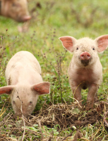 Zorgboerderij Hapert  Hapert afbeelding 3