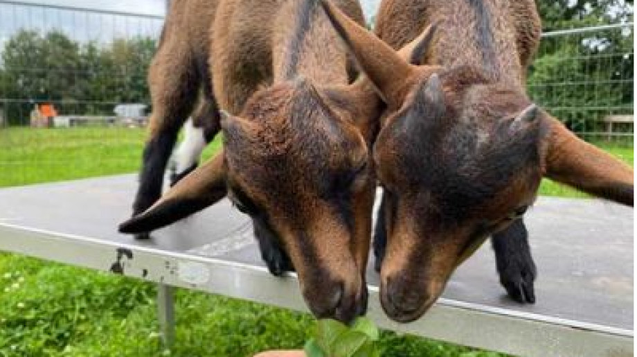 Zorg Boerderij Beverdijcken Bladel afbeelding 2