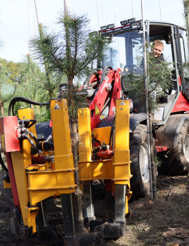 Boomkwekerij Mark van Genugten B.V. Son en breugel afbeelding 5