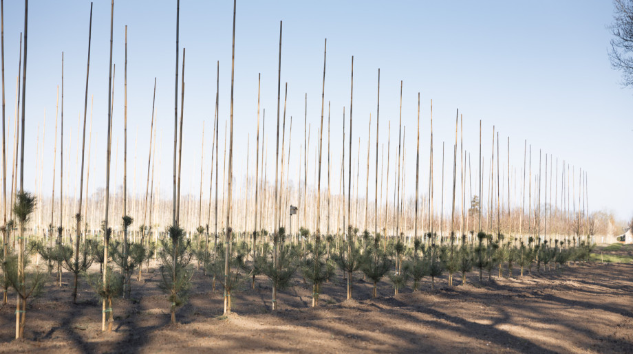 Boomkwekerij Mark van Genugten B.V. Son en breugel afbeelding 2