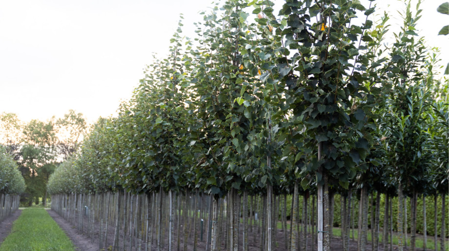 Boomkwekerij Mark van Genugten B.V. Son en breugel afbeelding 4