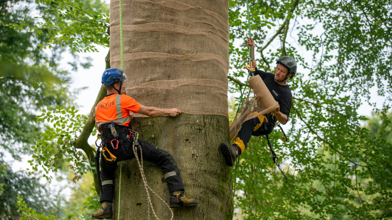 Slaats Boomverzorging B.V. Eindhoven afbeelding 1
