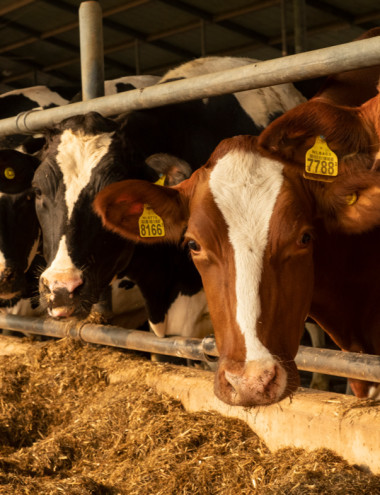 Nutrivice Consultancy B.V. Veldhoven afbeelding 5