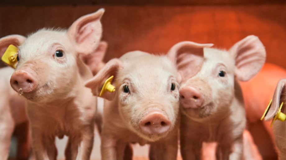 DanBred B.V. Son en breugel afbeelding 4 DanBred B.V. Son en breugel afbeelding 4