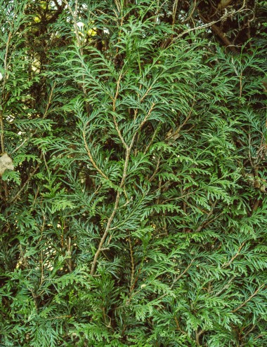 Soontiëns Hoveniers Eindhoven afbeelding 3