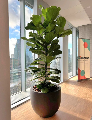 Bloei Interieurbeplanting Eindhoven afbeelding 3