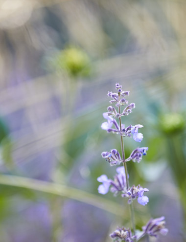 Van den Berk & Loonen Uitvaartzorg B.V. Bladel afbeelding 5
