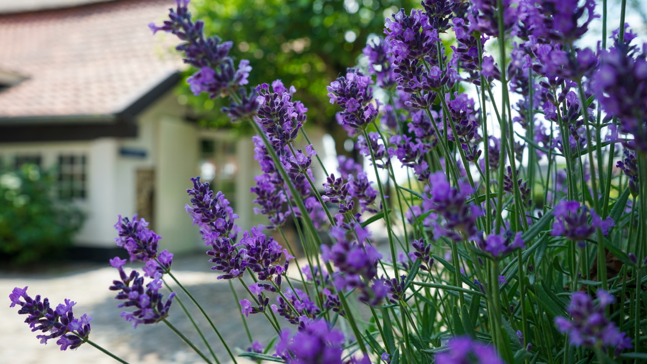 Eksterhoeve B.V. Biest-houtakker afbeelding 1