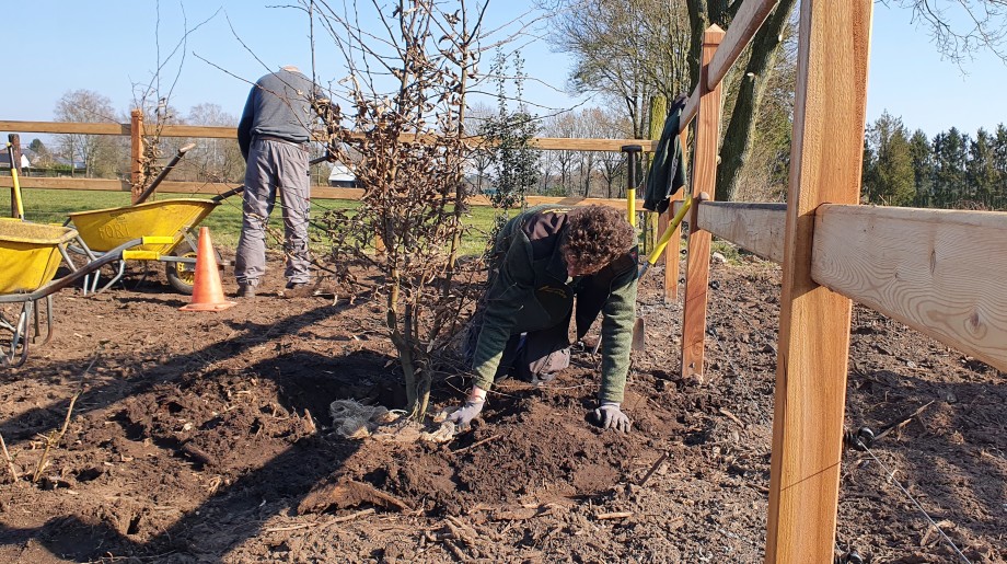Hoveniersbedrijf Jeroen van Lange Riethoven afbeelding 2