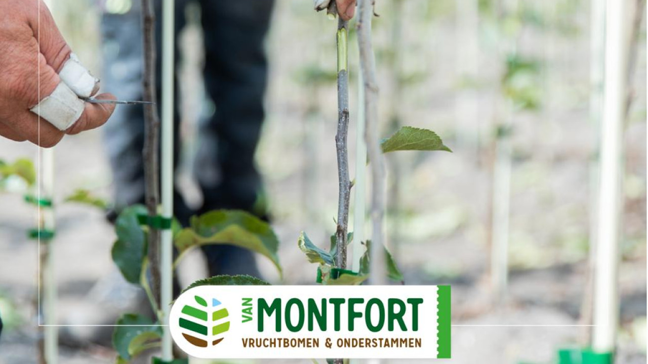 Vruchtboomkwekerij van Montfort Bergeijk afbeelding 6