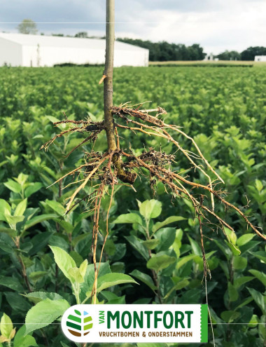 Vruchtboomkwekerij van Montfort Bergeijk afbeelding 3