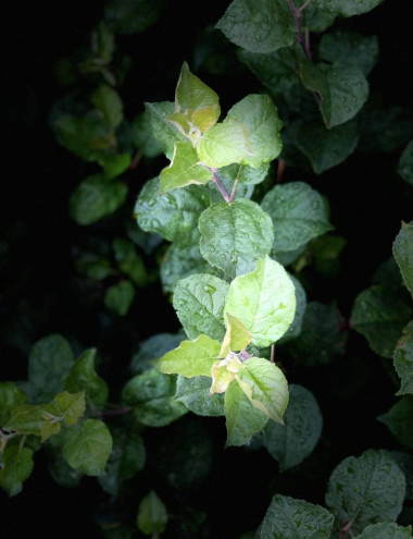 Vruchtboomkwekerij van Montfort Bergeijk afbeelding 5