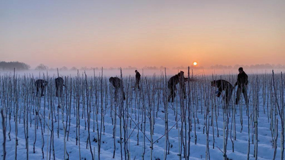 Vruchtboomkwekerij van Montfort Bergeijk afbeelding 2