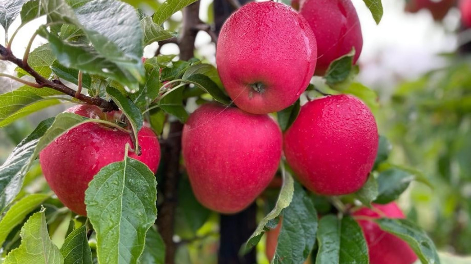Vruchtboomkwekerij van Montfort Bergeijk afbeelding 4
