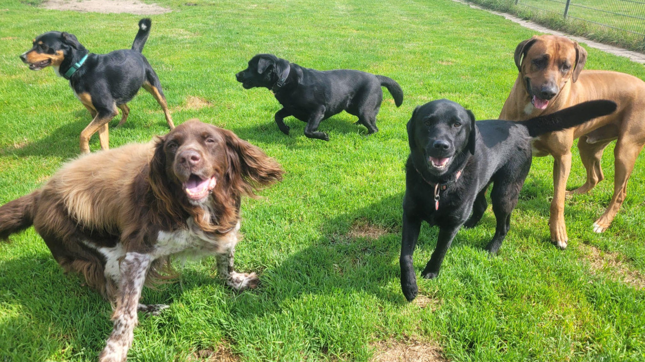 Honden- en kattenpension Boslucht Eersel afbeelding 6