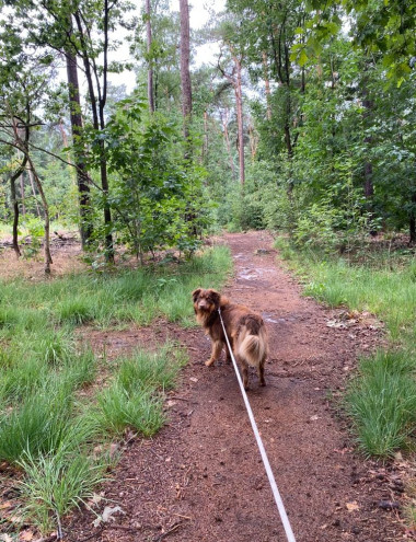 Honden- en kattenpension Boslucht Eersel afbeelding 5