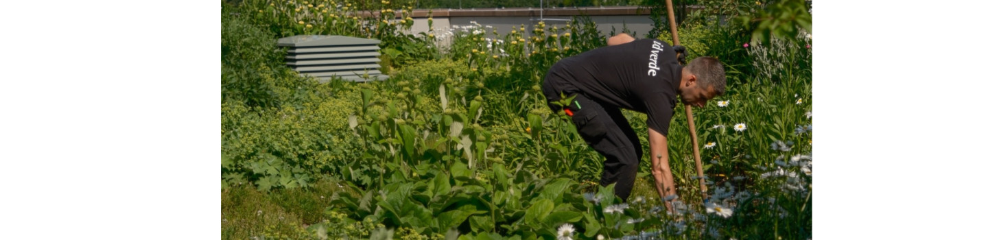 Voorman Hovenier onderhoud